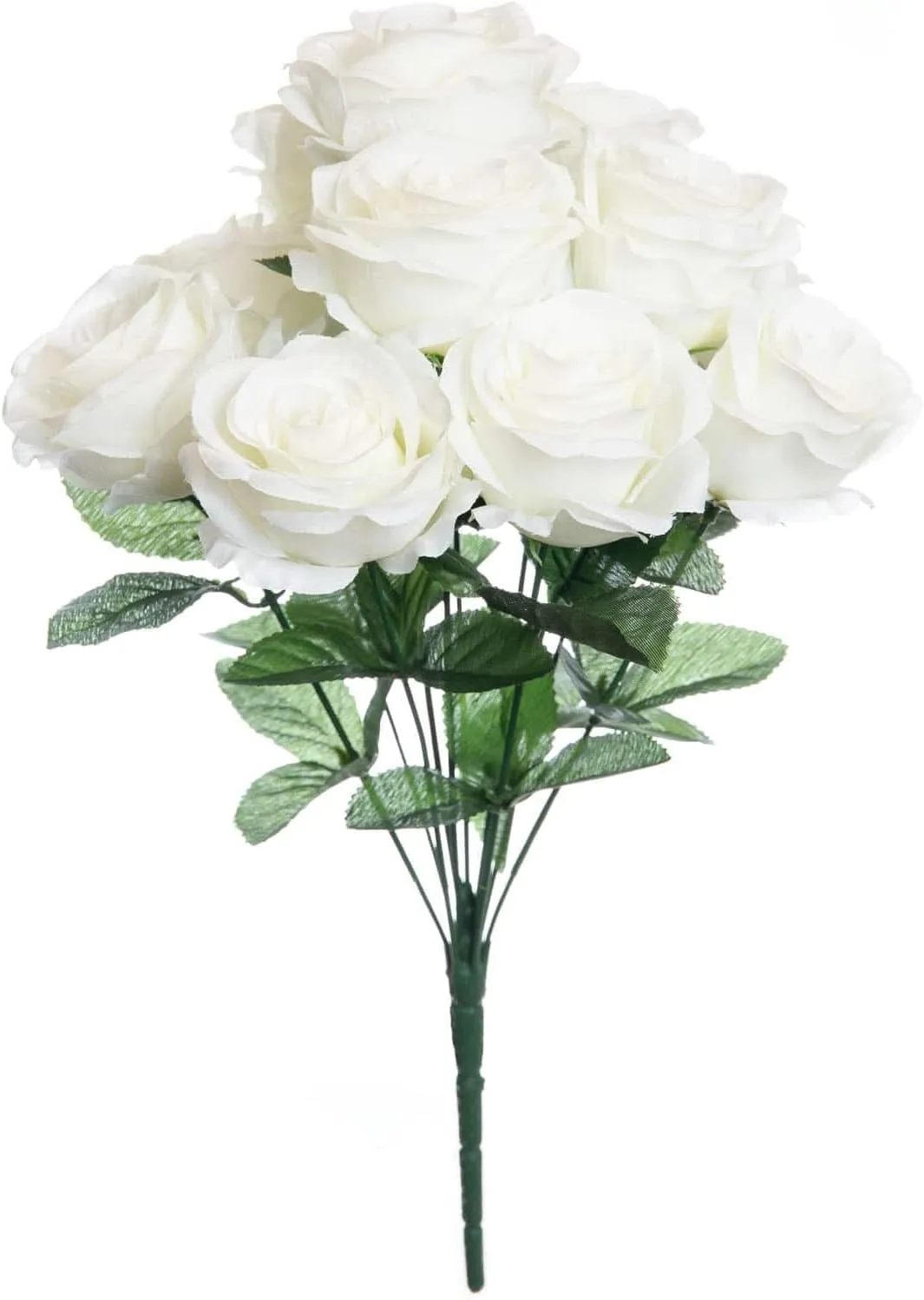 Ashland Cream Rose Bush