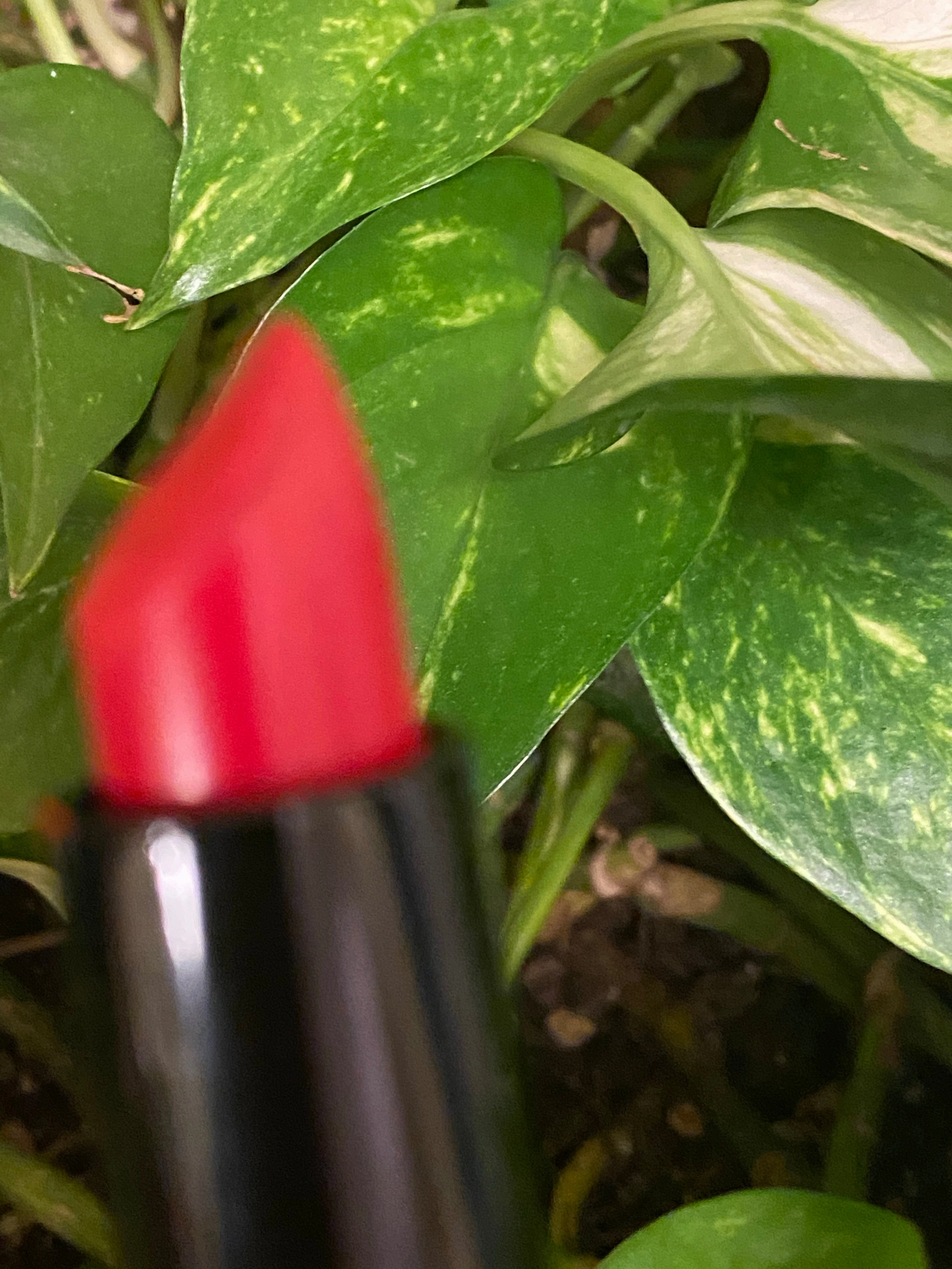 Regal Red Cream Lipstick